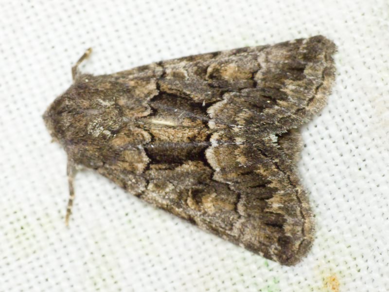 Thalpophila matura (Hufnagel, 1766)